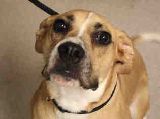 American Bulldog Dogs for adoption in Fort Wayne, IN, USA