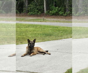 Mutt Dogs for adoption in Stevens Point, WI, USA