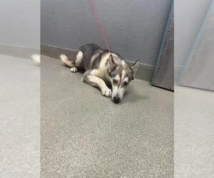 Siberian Husky-Unknown Mix Dogs for adoption in Las Vegas, NV, USA