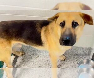 German Shepherd Dog Dogs for adoption in Houston, TX, USA