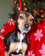 Chipin Dogs for adoption in Tacoma, WA, USA
