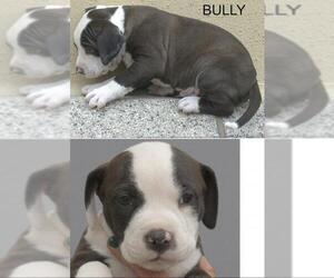 American Pit Bull Terrier Dogs for adoption in Longview, TX, USA
