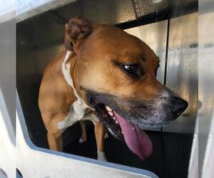 American Staffordshire Terrier-Unknown Mix Dogs for adoption in San Antonio, TX, USA