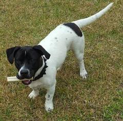 Medium Photo #1 Dachshund-Labrador Retriever Mix Puppy For Sale in Gretna, FL, USA