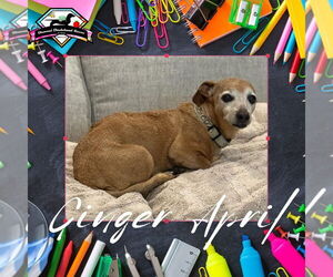 Dachshund-Unknown Mix Dogs for adoption in San Antonio, TX, USA