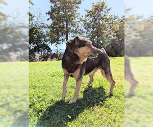 Mutt Dogs for adoption in San Martin, CA, USA