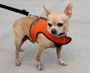 Chihuahua Dogs for adoption in Centreville, VA, USA
