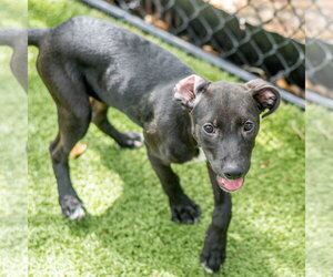 Labrador Retriever-Unknown Mix Dogs for adoption in Hilton Head, SC, USA