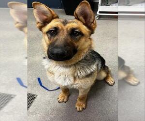German Shepherd Dog Dogs for adoption in HESPERIA, CA, USA