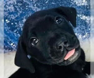 Labrador Retriever-Unknown Mix Dogs for adoption in Canton, CT, USA