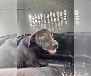 Labrador Retriever-Unknown Mix Dogs for adoption in San Antonio, TX, USA