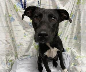 Border Collie-Unknown Mix Dogs for adoption in Modesto, CA, USA