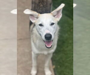 Huskies -Unknown Mix Dogs for adoption in Dana Point, CA, USA