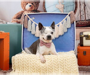 Boston Terrier Dogs for adoption in Huntington Beach, CA, USA