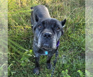 Mutt Dogs for adoption in Waterford, VA, USA