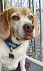 Beagle-Unknown Mix Dogs for adoption in Delaplane, VA, USA