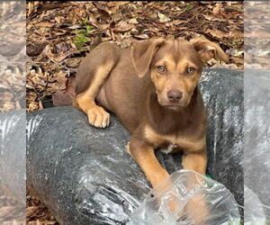 Mutt Dogs for adoption in Sterling, MA, USA
