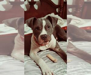 American Bulldog-Unknown Mix Dogs for adoption in Fredericksburg, VA, USA