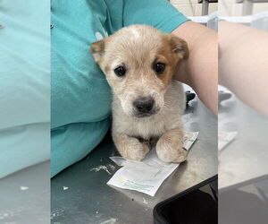 Mutt Dogs for adoption in Waco, TX, USA