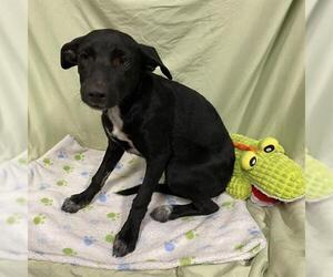 Border Collie-Unknown Mix Dogs for adoption in Modesto, CA, USA
