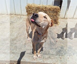 Lab'Aire Dogs for adoption in Chico, CA, USA