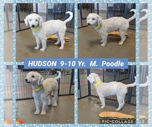 Poodle (Miniature) Dogs for adoption in Mesa, AZ, USA
