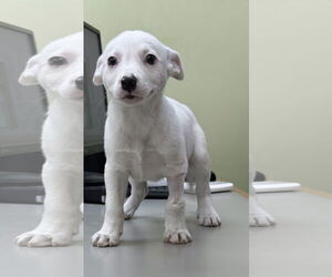 Mutt Dogs for adoption in Royal Palm Beach, FL, USA