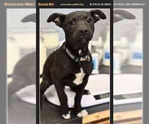 Labrador Retriever-Unknown Mix Dogs for adoption in Benton, PA, USA