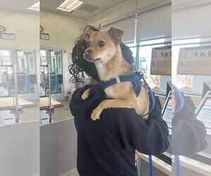 Medium Photo #2 Chug Puppy For Sale in Pacifica, CA, USA