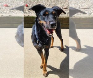 Doberman Pinscher-Unknown Mix Dogs for adoption in Woodsfield, OH, USA