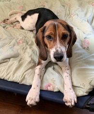 Beagle Dogs for adoption in Buffalo, NY, USA