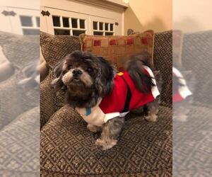 Shih Apso Dogs for adoption in Princeton, MN, USA