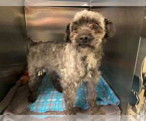 Miniature Schnauzer-Poodle (Miniature) Mix Dogs for adoption in Rancho Cucamonga, CA, USA