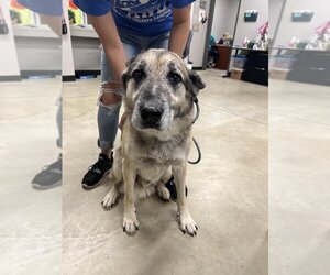 German Shepherd Dog Dogs for adoption in Pierceton , IN, USA
