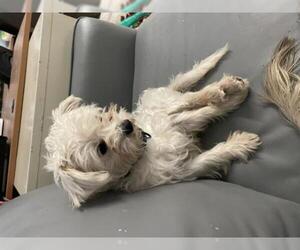 Maltese Dogs for adoption in Oak Bluffs, MA, USA