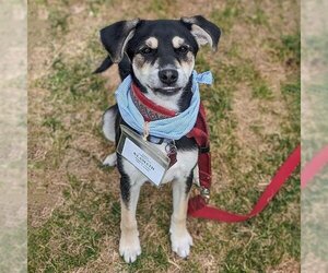 Mutt Dogs for adoption in San Diego, CA, USA