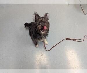 Miniature Schnauzer-Unknown Mix Dogs for adoption in Denver, CO, USA