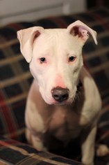 American Pit Bull Terrier-Bull Terrier Mix Dogs for adoption in St. Bonifacius, MN, USA