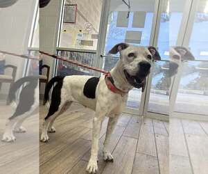 American Pit Bull Terrier-Unknown Mix Dogs for adoption in Rowlett, TX, USA