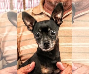 Chihuahua Dogs for adoption in Baileyton, AL, USA