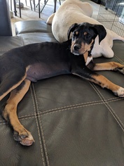 Black and Tan Coonhound-Unknown Mix Dogs for adoption in greer, SC, USA