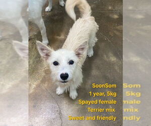 Dachshund-Unknown Mix Dogs for adoption in Agoura Hills, CA, USA