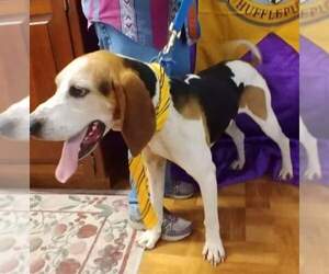 Treeing Walker Coonhound Dogs for adoption in Trenton, MO, USA
