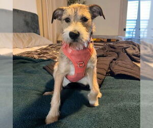 Mutt Dogs for adoption in HOUSTON, TX, USA