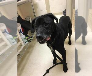 Labrador Retriever Dogs for adoption in Albany, GA, USA