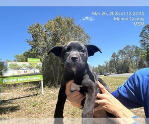 German Shepherd Dog-Unknown Mix Dogs for adoption in Ocala, FL, USA