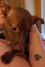 Chiweenie Dogs for adoption in Ridgefield, CT, USA
