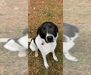 Lab-Pointer Dogs for adoption in Boston, MA, USA