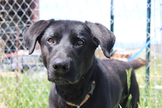 Lab-Pointer Dogs for adoption in Spanish Fork, UT, USA
