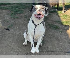 Mutt Dogs for adoption in Bakersfield, CA, USA